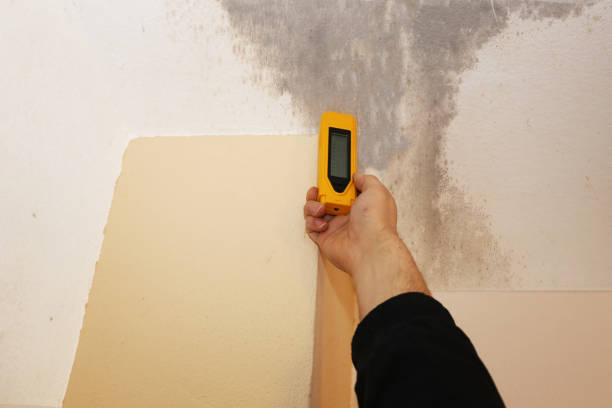 Best Environmental Consulting for Mold Prevention  in USA